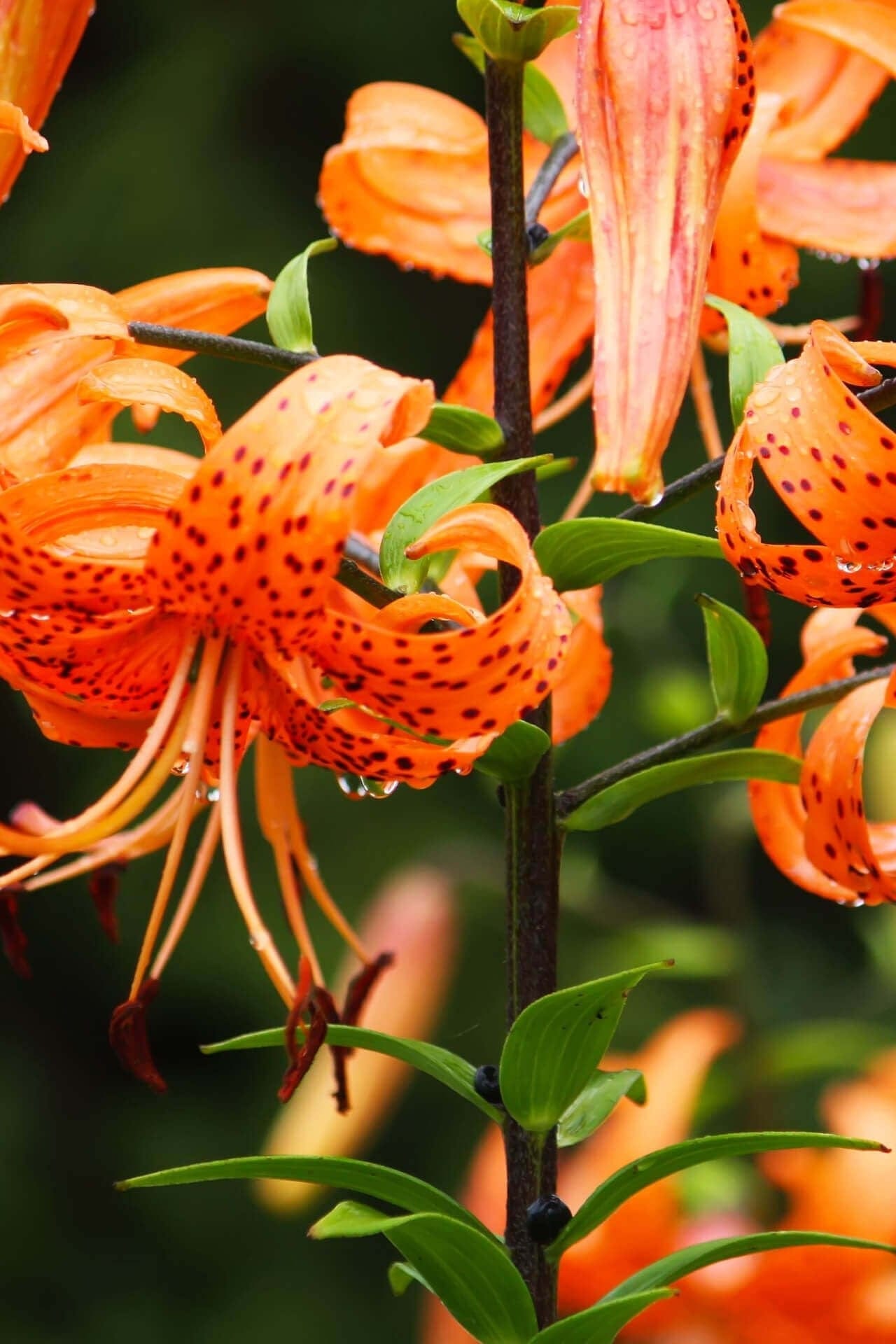Vibrant Tiger Lily with orange petals, dark red spots and drooping form