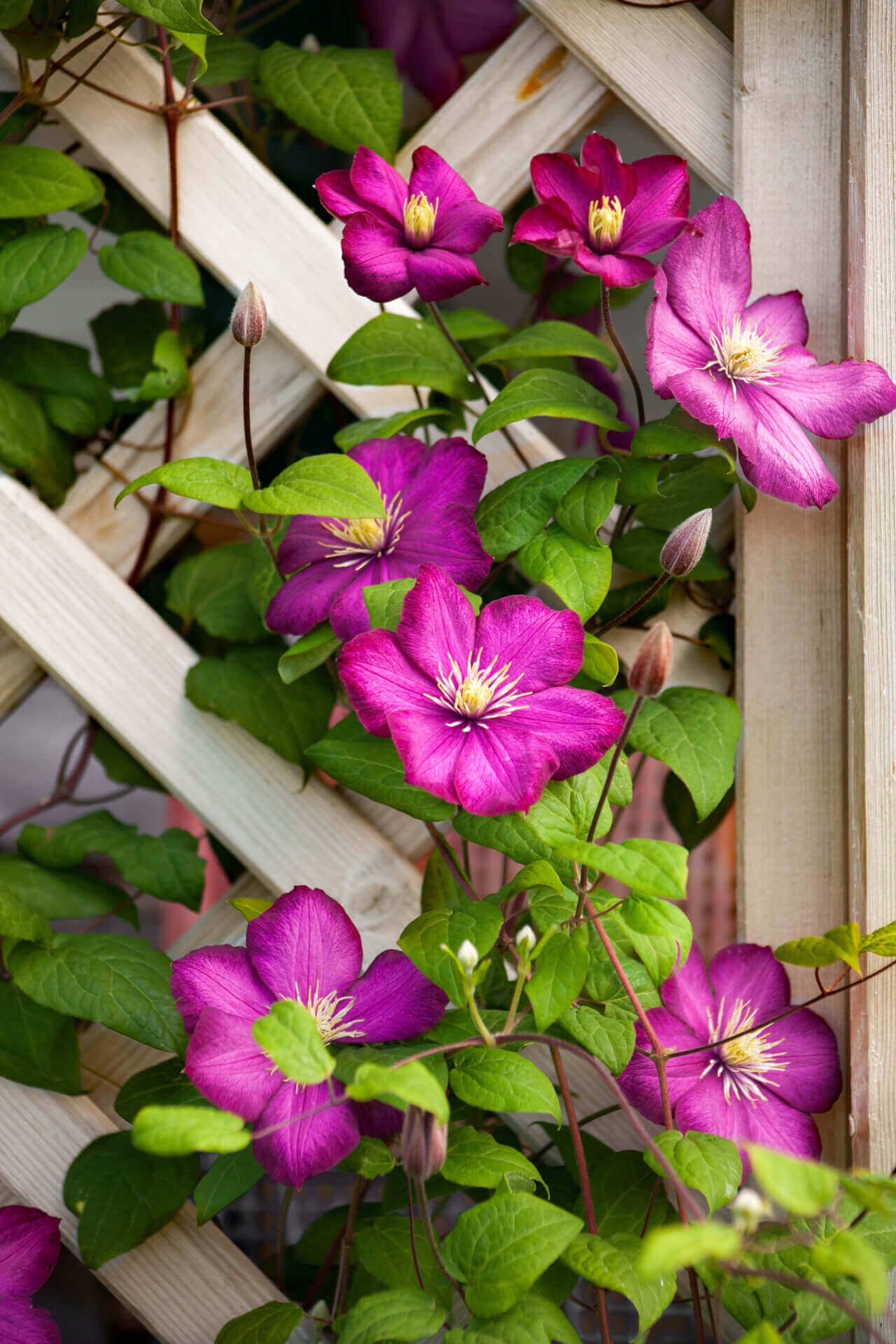 Buy Trellis Climbers -15 Plants Online at TN Nursery 