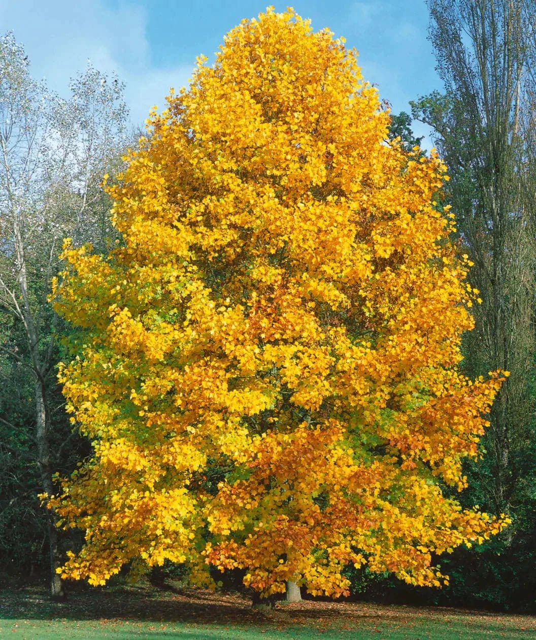 Buy Tulip Tree Online at TN Nursery 