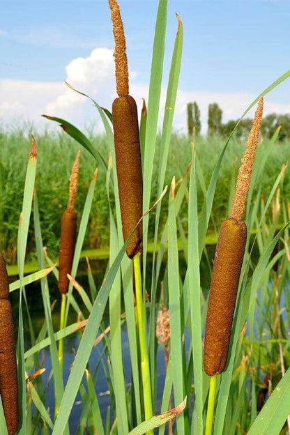Cattail Plants For Sale | Wholesale Nursery Co