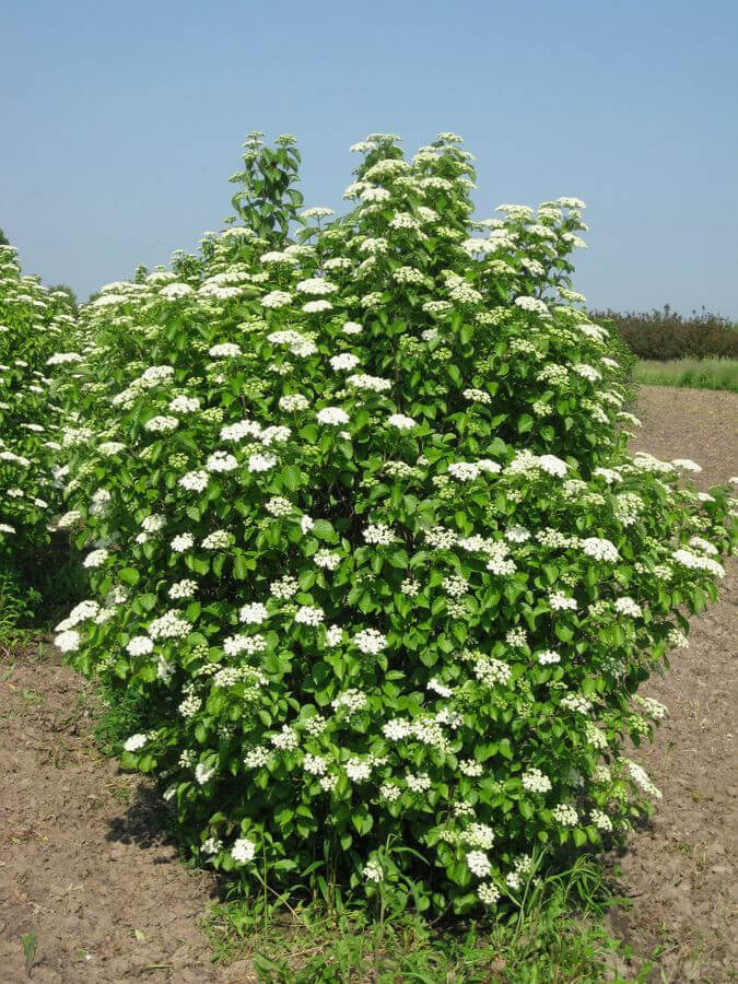 Buy Viburnum Dentatum Online at Tn Nursery 