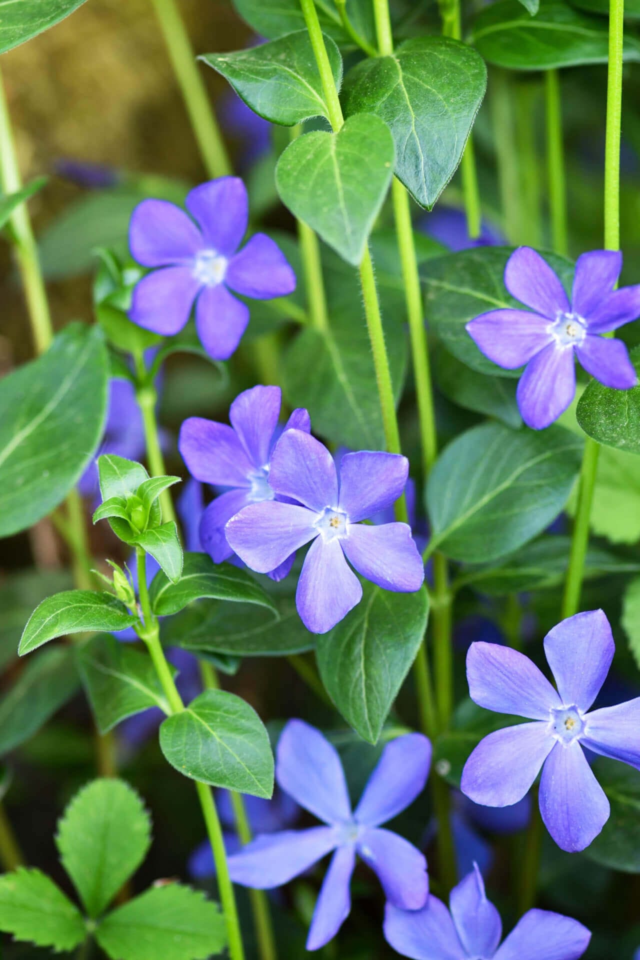 Buy Vinca Minor Online at TN Nursery 