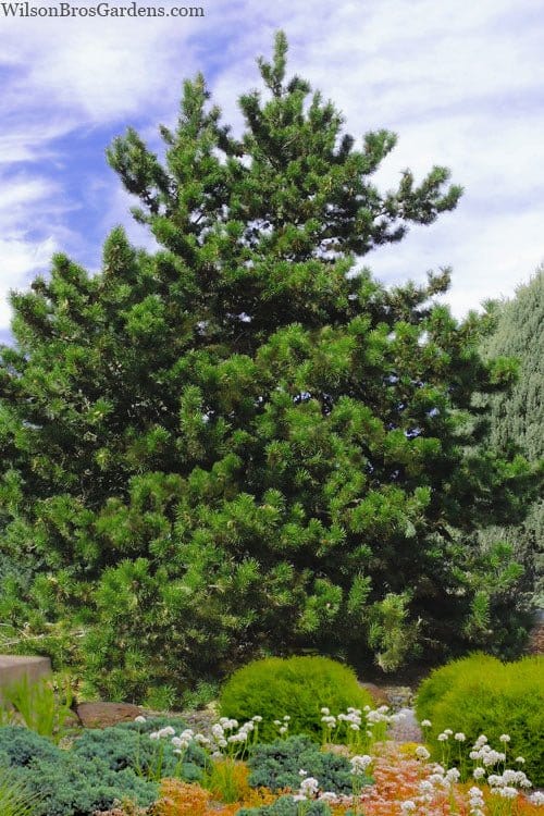 Buy Virginia Pine Tree online at TN Nursery 