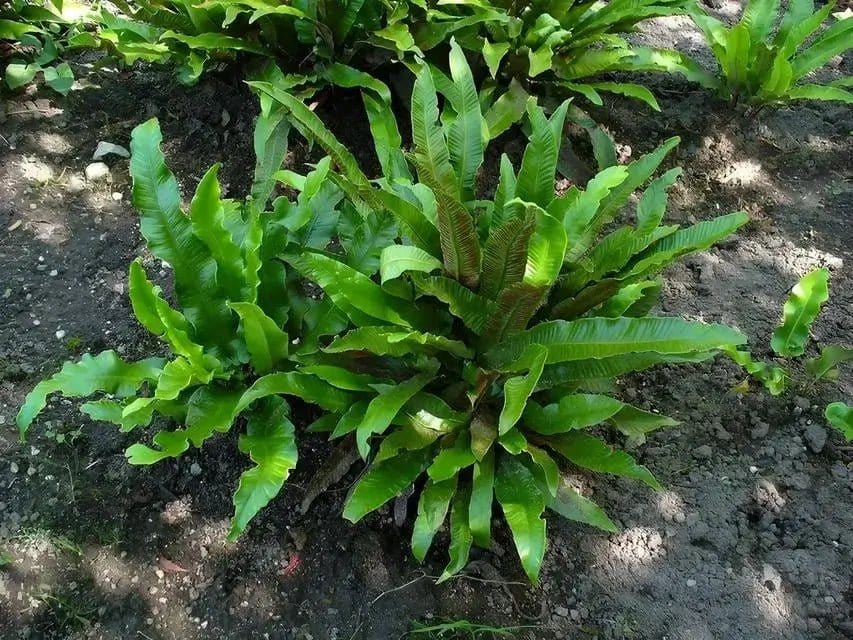 Buy Walking Fern online at TN Nursery 