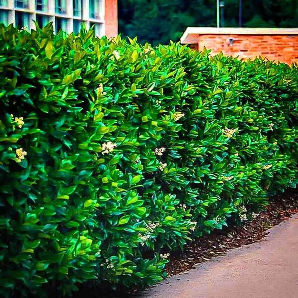 Buy Wax Leaf Privet Online at TN Nursery 