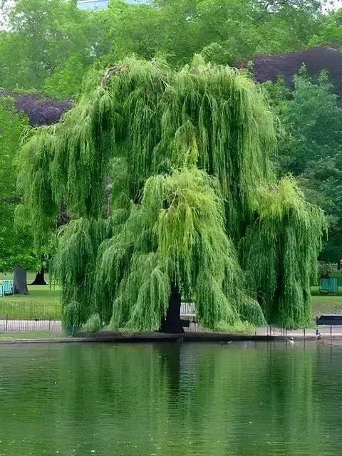 Buy Weeping Willow Online at TN Nursery 