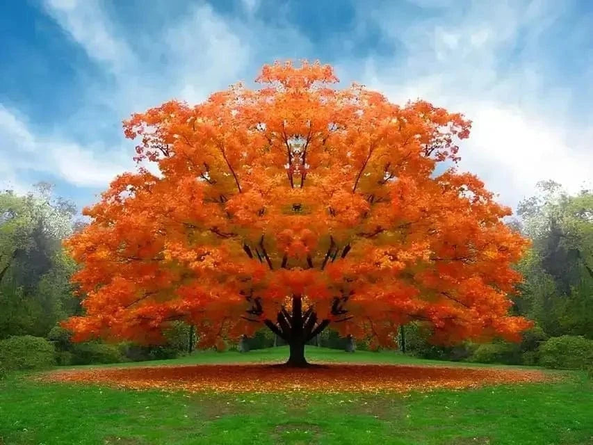 White Oak Tree