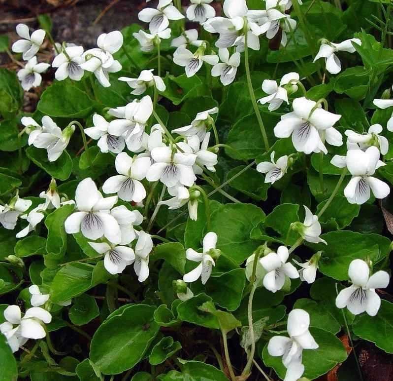 Buy White Violet Online at TN Nursery 