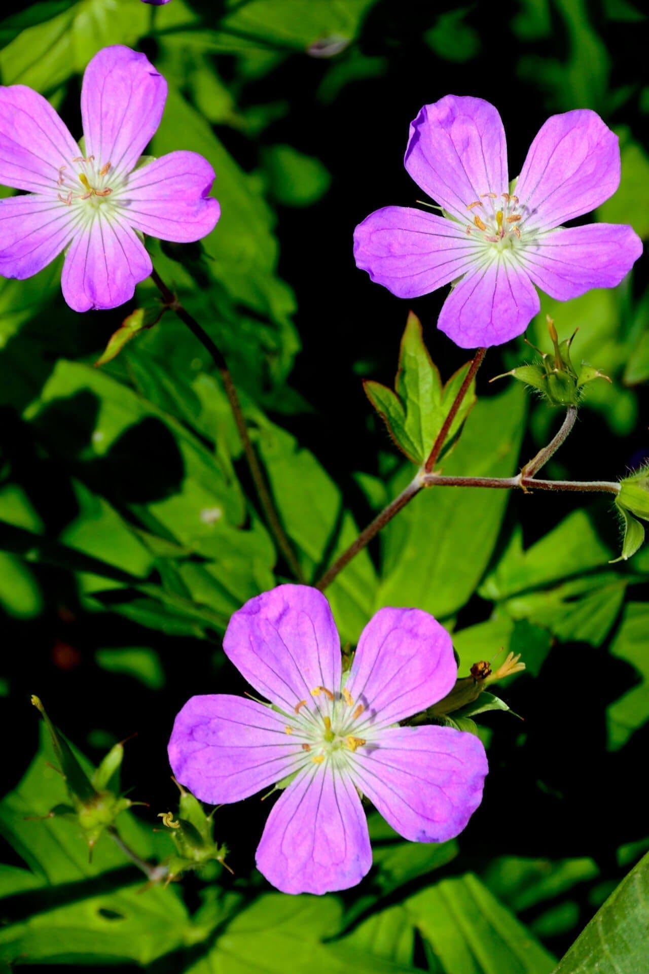 Buy Wild Geranium Online at TN Nursery 