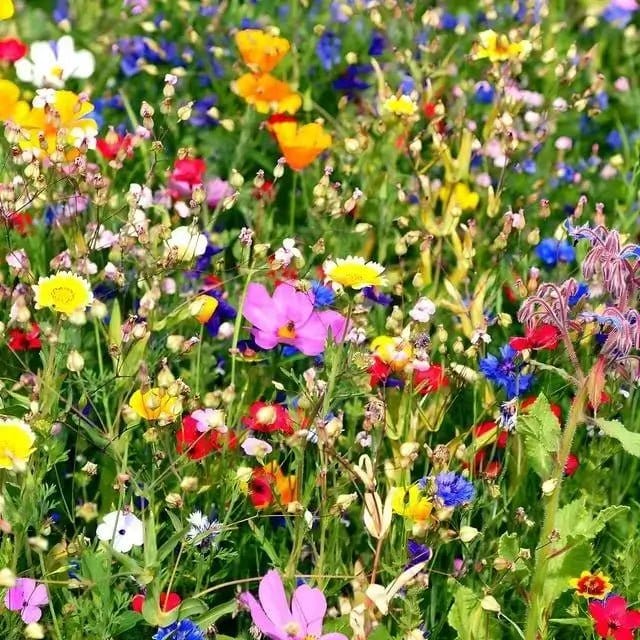 Buy Wildflower Package 25 Plants Online at TN Nursery 