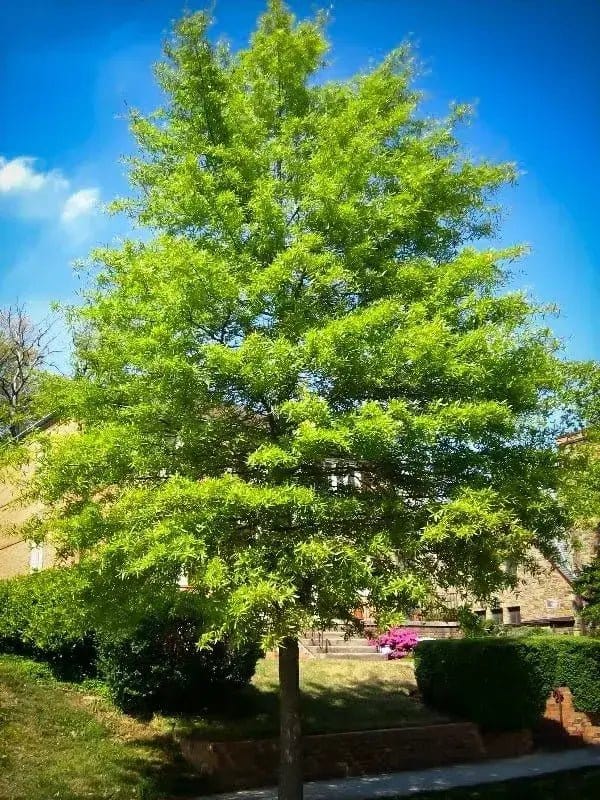 Buy Willow Oak Tree Online at TN Nursery 