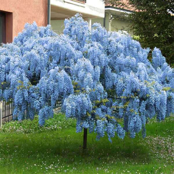 Buy Wisteria Tree Online at TN Nursery 