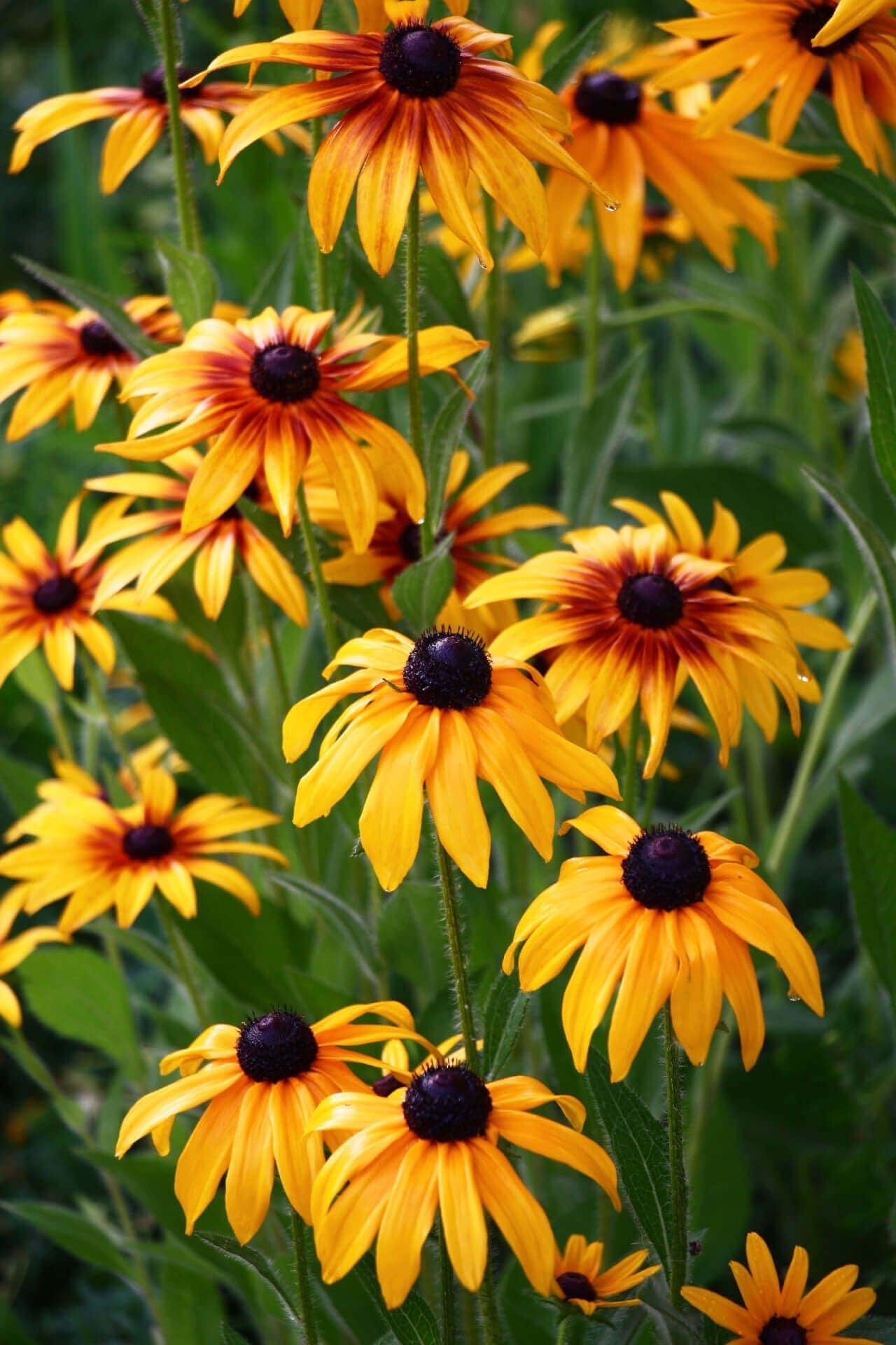 Buy Yellow Coneflower Online at TN Nursery 