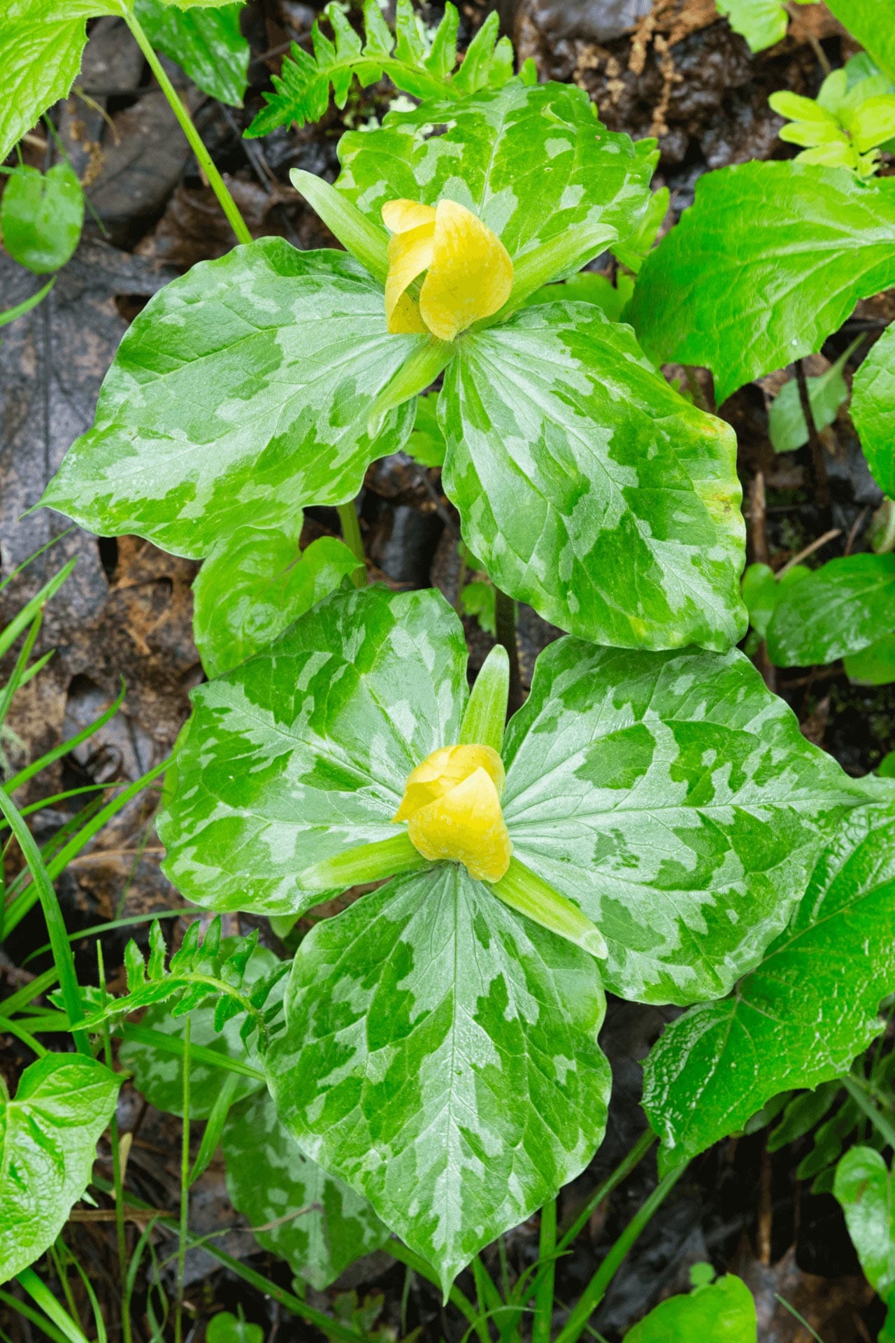 Buy Yellow Trillium Online at TN Nursery 
