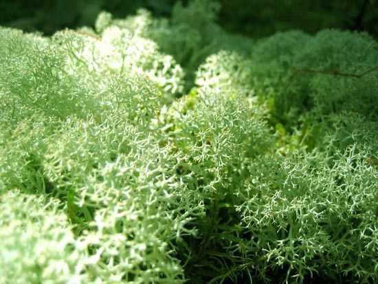 Reindeer Moss