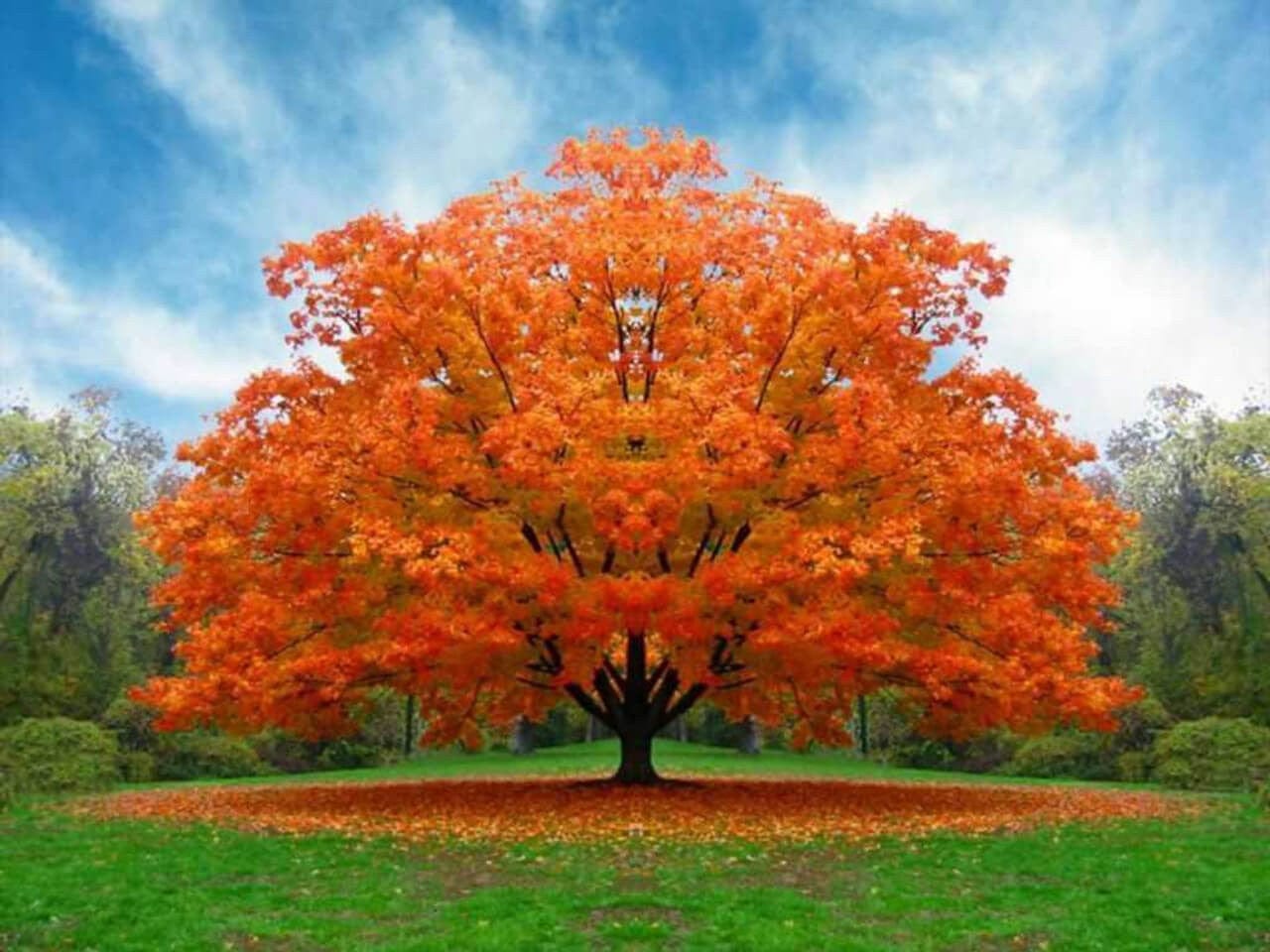 White Oak Tree