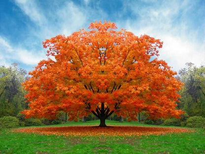 White Oak Tree