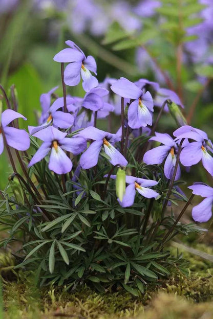 Bird's Foot Violet