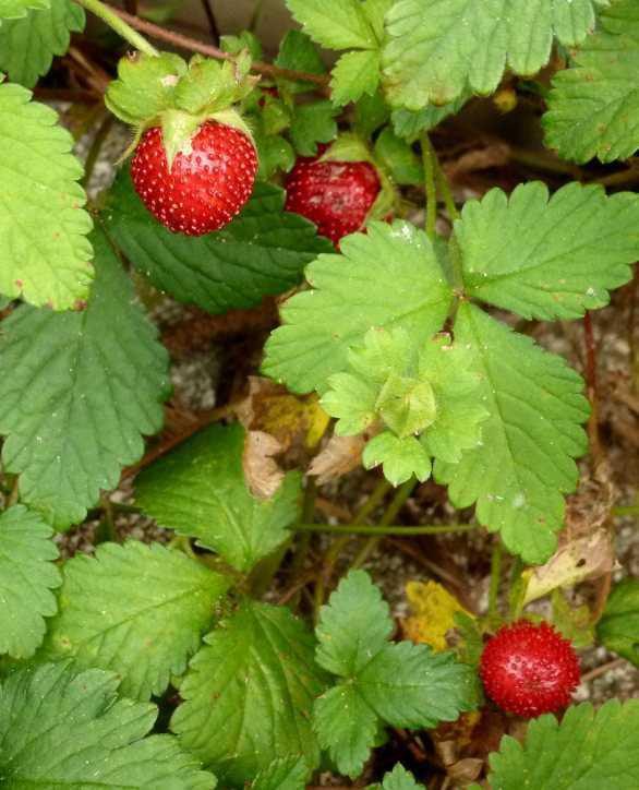 Wild Strawberry Plant 3 For $12.99 For Sale | Tn Nursery