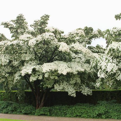 White Princess Dogwood Tree 