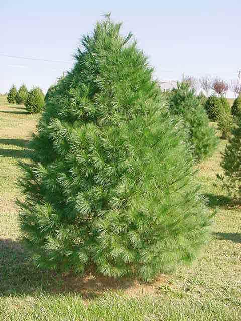 Pinus Strobus